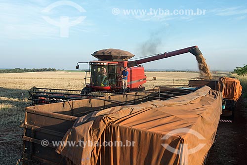 Descarga de trigo durante a colheita  - Nova Fátima - Paraná (PR) - Brasil