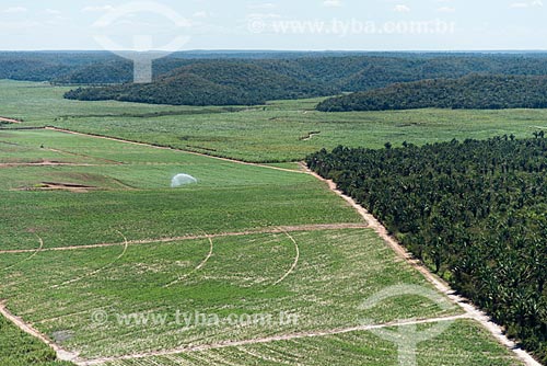  Foto aérea de plantação de cana-de-açúcar próximo à área de Mata dos Cocais  - Teresina - Piauí (PI) - Brasil
