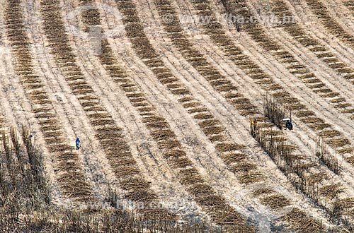  Foto aérea de cana-de-açúcar enleirada durante a colheita - próximo à área de Mata dos Cocais  - Teresina - Piauí (PI) - Brasil