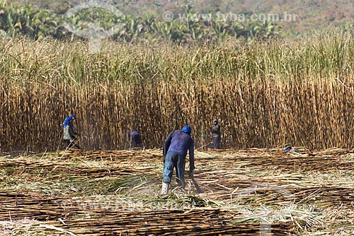  Boias-fria durante a colheita da cana-de-açúcar  - Teresina - Piauí (PI) - Brasil