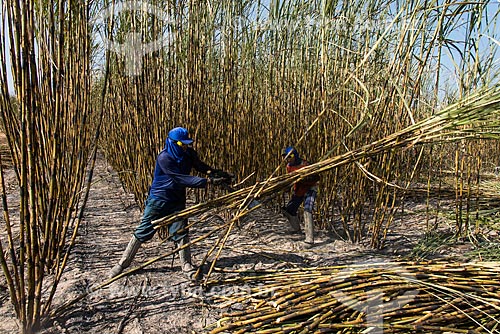  Boias-fria durante a colheita da cana-de-açúcar  - Teresina - Piauí (PI) - Brasil