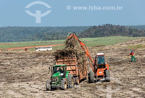  Máquinas agrícolas durante a colheita da cana-de-açúcar com a Mata dos Cocais ao fundo  - Teresina - Piauí (PI) - Brasil