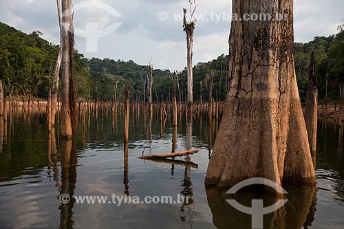  Troncos de árvores que antes estavam submersas pelo lago da Usina Hidrelétrica de Balbina  - Presidente Figueiredo - Amazonas (AM) - Brasil