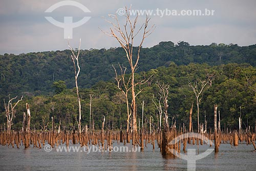  Troncos de árvores que antes estavam submersas pelo lago da Usina Hidrelétrica de Balbina  - Presidente Figueiredo - Amazonas (AM) - Brasil