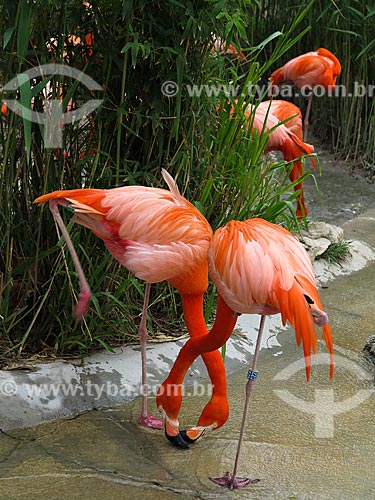  Flamingos no Jardim Zoológico de Lisboa  - Lisboa - Distrito de Lisboa - Portugal