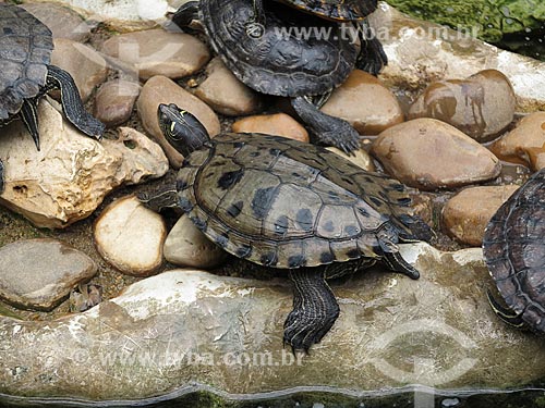  Detalhe de tartaruga no Jardim Zoológico de Lisboa  - Lisboa - Distrito de Lisboa - Portugal