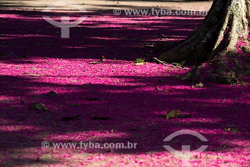  Detalhe de chão coberto por flores de Jambo no Parque Nacional da Tijuca  - Rio de Janeiro - Rio de Janeiro (RJ) - Brasil