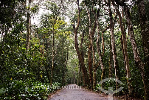  Estrada no Parque Nacional da Tijuca  - Rio de Janeiro - Rio de Janeiro (RJ) - Brasil