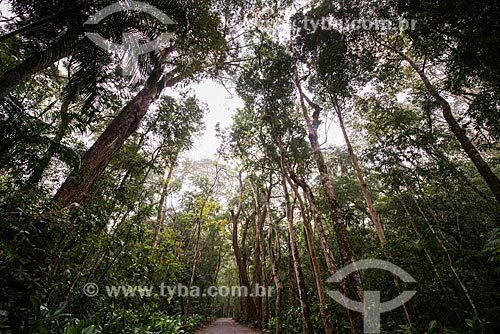  Estrada no Parque Nacional da Tijuca  - Rio de Janeiro - Rio de Janeiro (RJ) - Brasil