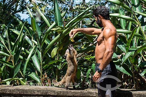  Homem alimentando guaxinim (Procyon cancrivorus) no Parque Nacional da Tijuca  - Rio de Janeiro - Rio de Janeiro (RJ) - Brasil