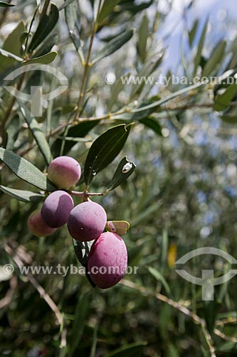  Detalhe de azeitona ainda na Oliveira (Olea europaea) na cidade de Noto  - Noto - Província de Siracusa - Itália