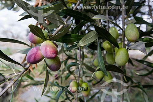  Detalhe de azeitona ainda na Oliveira (Olea europaea) na cidade de Noto  - Noto - Província de Siracusa - Itália