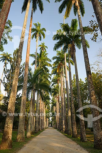  Palmeiras imperiais no Jardim Botânico do Rio de Janeiro  - Rio de Janeiro - Rio de Janeiro (RJ) - Brasil