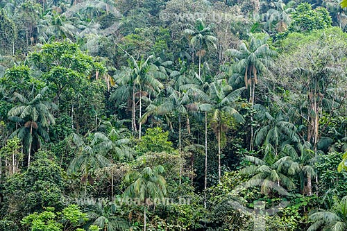  Içaras (Euterpe edulis Martius) - também conhecida como juçara, jiçara ou palmito-juçara - na Área de Proteção Ambiental da Serrinha do Alambari  - Resende - Rio de Janeiro (RJ) - Brasil