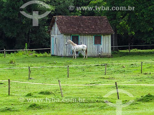  Cavalo próximo à casa de campo  - Gramado - Rio Grande do Sul (RS) - Brasil
