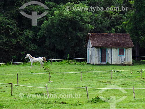  Cavalo próximo à casa de campo  - Gramado - Rio Grande do Sul (RS) - Brasil