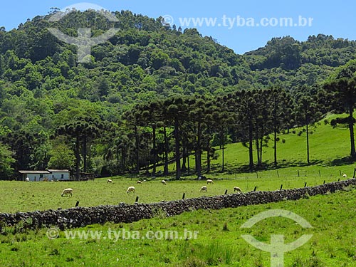  Vista de ovelhas pastando em campo com muro de taipa e araucárias (Araucaria angustifolia)  - Gramado - Rio Grande do Sul (RS) - Brasil