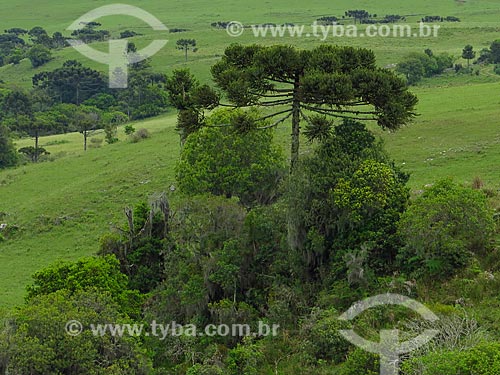  Araucária (Araucaria angustifolia) no Distrito de Lageado Grande  - São Francisco de Paula - Rio Grande do Sul (RS) - Brasil