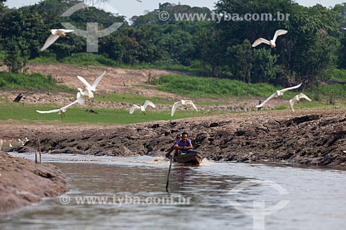  Lancha com ribeirinhos no Rio Amazonas com garças-branca-grande (Ardea alba) voando  - Manaus - Amazonas (AM) - Brasil