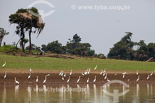  Garças-branca-grande (Ardea alba) às margens do Rio Amazonas  - Manaus - Amazonas (AM) - Brasil