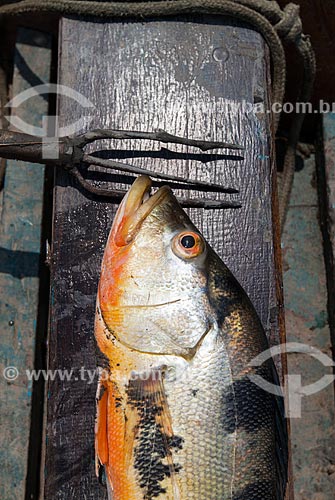  Detalhe de tucunaré (Cichla ocellaris) pescado no Rio Amazonas  - Manaus - Amazonas (AM) - Brasil