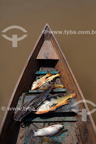  Detalhe de peixes pescados no Rio Amazonas  - Manaus - Amazonas (AM) - Brasil
