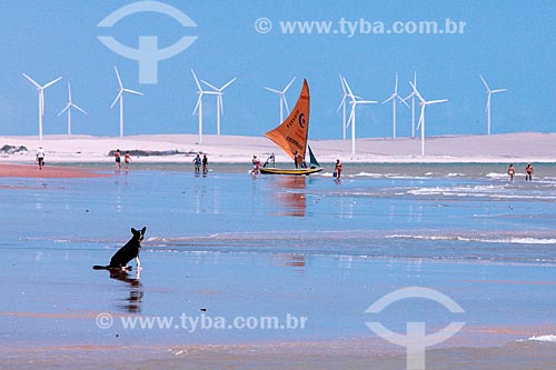  Cachorro na Praia de Canoa Quebrada com o Parque Eólico Canoa Quebrada ao fundo  - Aracati - Ceará (CE) - Brasil