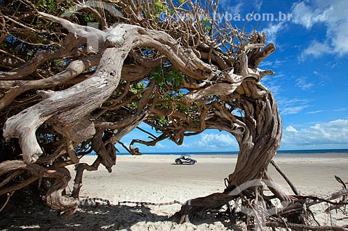  Árvore da preguiça na Praia de Jericoacoara  - Jijoca de Jericoacoara - Ceará (CE) - Brasil