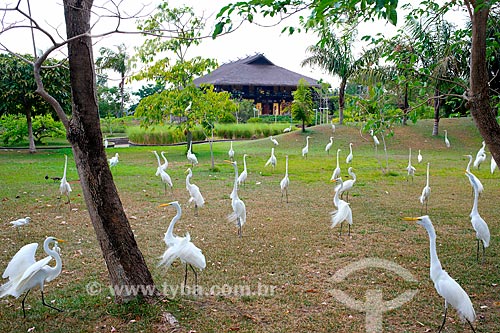  Garças-branca-grande (Ardea alba) no Parque Ambiental Mangal das Garças  - Belém - Pará (PA) - Brasil