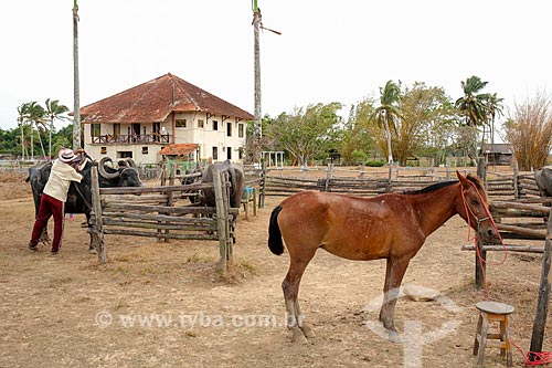  Curral com búfalo e cavalo na Fazenda do Carmo  - Salvaterra - Pará (PA) - Brasil