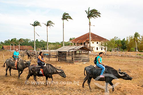  Turistas passeando no búfalo da Fazenda do Carmo  - Salvaterra - Pará (PA) - Brasil