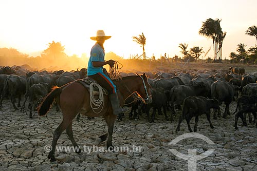  Vaqueiro com criação de búfalos na Fazenda Sanjo  - Salvaterra - Pará (PA) - Brasil