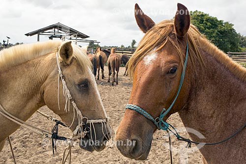  Cavalos no curral da Fazenda Sanjo  - Salvaterra - Pará (PA) - Brasil