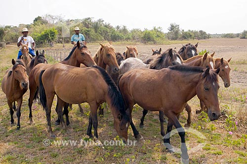  Cavalos no curral da Fazenda Sanjo  - Salvaterra - Pará (PA) - Brasil