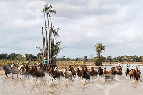  Cavalos no açude próximo à Fazenda Sanjo  - Salvaterra - Pará (PA) - Brasil