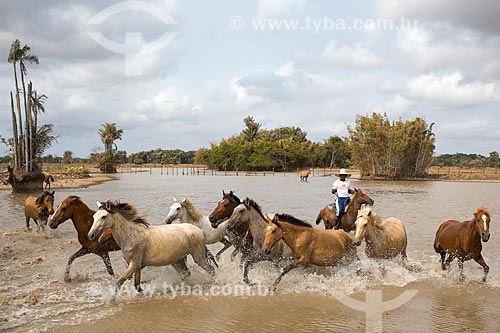  Cavalos no açude próximo à Fazenda Sanjo  - Salvaterra - Pará (PA) - Brasil