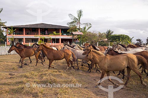  Cavalos na Fazenda Sanjo  - Salvaterra - Pará (PA) - Brasil