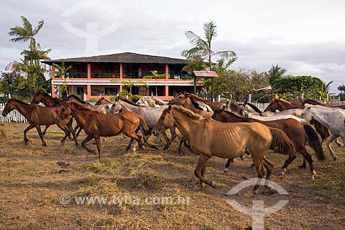  Cavalos na Fazenda Sanjo  - Salvaterra - Pará (PA) - Brasil