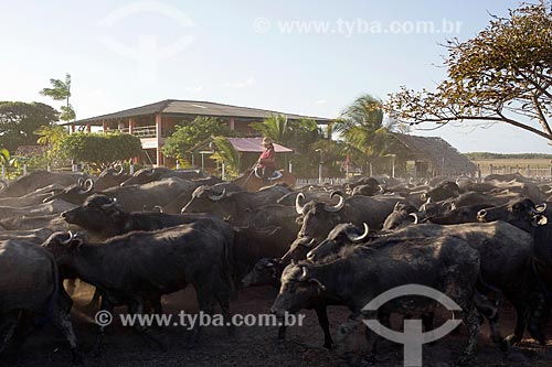  Criação de búfalos na Fazenda Sanjo  - Salvaterra - Pará (PA) - Brasil
