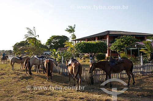  Cavalos no curral da Fazenda Sanjo  - Salvaterra - Pará (PA) - Brasil