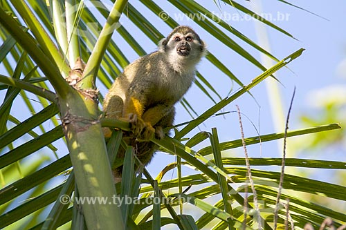  Macaco-de-cheiro (Saimiri sciureus) - na Ilha de Marajó  - Pará (PA) - Brasil