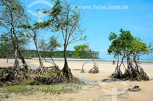  Árvores na orla da Praia de Barra Velha  - Soure - Pará (PA) - Brasil