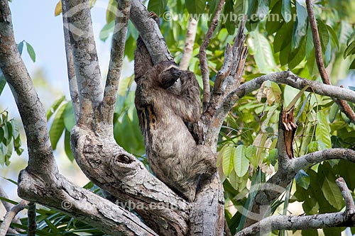  Bicho-Preguiça na Ilha de Marajó  - Pará (PA) - Brasil
