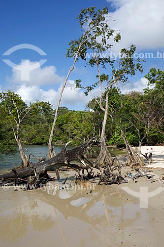  Árvore na Praia de Água Boa - Ilha de Marajó  - Salvaterra - Pará (PA) - Brasil