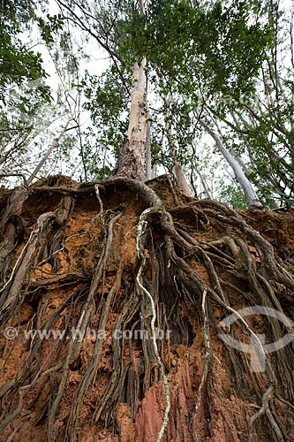  Raízes de árvore na Fazenda São Geraldo expostas devido à erosão  - Paraíba do Sul - Rio de Janeiro (RJ) - Brasil