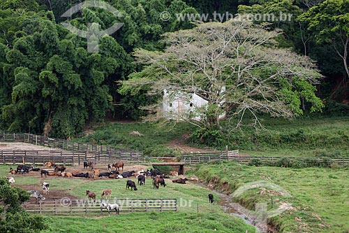  Criação de gado na Fazenda São Geraldo  - Paraíba do Sul - Rio de Janeiro (RJ) - Brasil