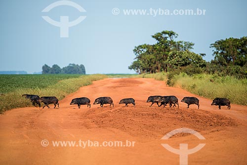  Bando de queixada (Tayassu pecari) - também conhecido como canela-ruiva, sabacu, porco-do-mato ou pecari - no cerrado  - Goiás (GO) - Brasil