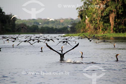 Biguá (Phalacrocorax brasilianus) - também conhecido como biguaúna, imbiuá, miuá ou corvo-marinho - no Lago Cuniã  - Porto Velho - Rondônia (RO) - Brasil