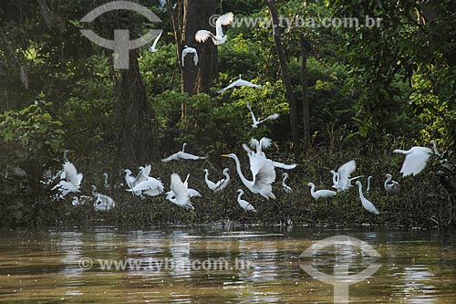  Garças-branca-pequena (Egretta thula) - também conhecida como garça-pequena ou garcinha - no Lago Cuniã  - Porto Velho - Rondônia (RO) - Brasil