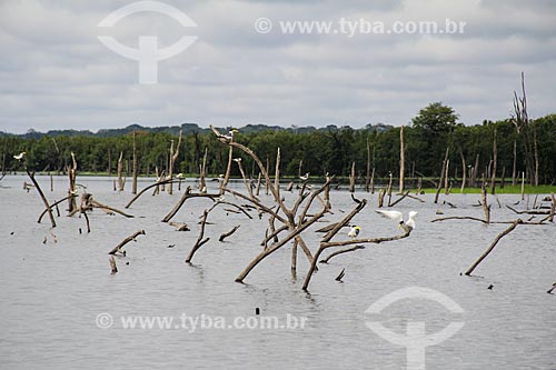  Galhos de árvores quase submersos no Lago Cuniã  - Porto Velho - Rondônia (RO) - Brasil